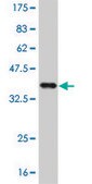 ANTI-ELF3 antibody produced in mouse clone 1C1, purified immunoglobulin, buffered aqueous solution