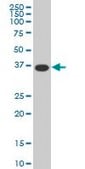 Monoclonal Anti-MEOX2 antibody produced in mouse clone 5A6, purified immunoglobulin, buffered aqueous solution