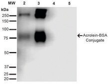 Monoclonal Anti-Acrolein-Horseradish Peroxidase antibody produced in mouse clone 10A10