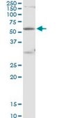 Anti-POLR3C antibody produced in mouse purified immunoglobulin, buffered aqueous solution