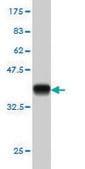 Monoclonal Anti-SFPQ antibody produced in mouse clone 6D7, purified immunoglobulin, buffered aqueous solution