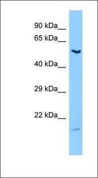 Anti-LIPC antibody produced in rabbit affinity isolated antibody