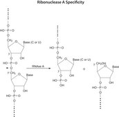 Ribonuclease A from bovine pancreas Type XII-A, ≥90% (SDS-PAGE), 75-125 Kunitz units/mg protein