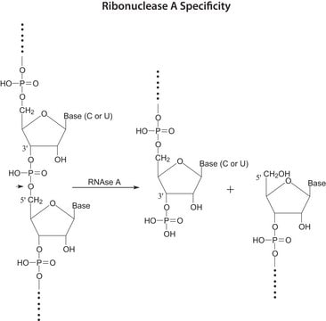 Ribonuclease A from bovine pancreas Type I-A, powder, &#8805;60% RNase A basis (SDS-PAGE), &#8805;50&#160;Kunitz units/mg protein