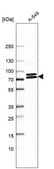 Anti-KIFC3 antibody produced in rabbit Prestige Antibodies&#174; Powered by Atlas Antibodies, affinity isolated antibody, buffered aqueous glycerol solution