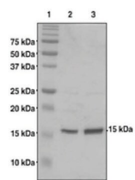 Histone H2B (1-123) from Xanopus sp. recombinant, expressed in E. coli, &#8805;90% (SDS-PAGE)