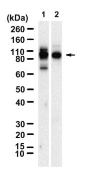 Anti-MAP3K14 Antibody, clone 2M16 ZooMAb&#174; Rabbit Monoclonal recombinant, expressed in HEK 293 cells