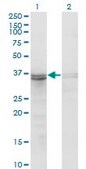 ANTI-FRZB antibody produced in mouse clone 3F4, purified immunoglobulin, buffered aqueous solution