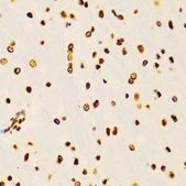 Anti-DiMethyl-Histone H3-K4 antibody produced in rabbit