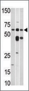 Anti-BMS1L (C-term) antibody produced in rabbit IgG fraction of antiserum, buffered aqueous solution
