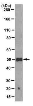 Anti-PTP1B Antibody, clone FG6-1G clone FG6-1G, from mouse