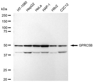 Anti GPRC5B Antibody, clone 23GB5710, Rabbit Monoclonal clone 23GB5710, recombinant rabbit monoclonal, expressed in HEK293 cells