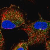 Anti-RABL6 antibody produced in rabbit Prestige Antibodies® Powered by Atlas Antibodies, affinity isolated antibody, buffered aqueous glycerol solution