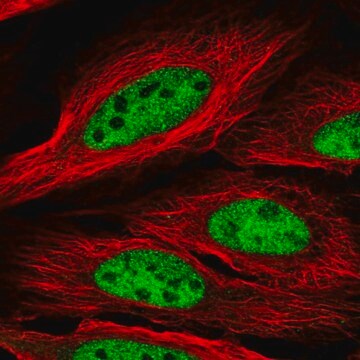 Anti-CCDC174 antibody produced in rabbit Prestige Antibodies&#174; Powered by Atlas Antibodies, affinity isolated antibody