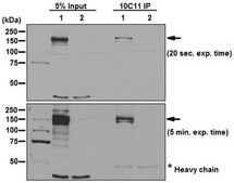 Anti-Cas9 Antibody, C-term. clone 10C11-A12 clone 10C11-A12, from mouse