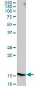 Anti-FLJ10292 antibody produced in mouse purified immunoglobulin, buffered aqueous solution