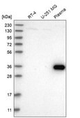 Anti-ZNF101 antibody produced in rabbit Prestige Antibodies&#174; Powered by Atlas Antibodies, affinity isolated antibody, buffered aqueous glycerol solution