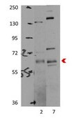 Anti-PRKAA1 antibody produced in rabbit affinity isolated antibody