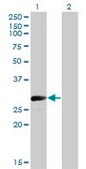 Monoclonal Anti-VGLL1, (N-terminal) antibody produced in mouse clone 3C7, purified immunoglobulin, buffered aqueous solution