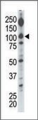 Anti-DGKI (C-term) antibody produced in rabbit IgG fraction of antiserum, buffered aqueous solution