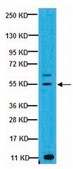 抗-GLUT-4抗体，C端 from rabbit, purified by affinity chromatography