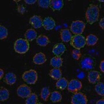 Anti-IL7R antibody produced in rabbit Prestige Antibodies® Powered by Atlas Antibodies, affinity isolated antibody, buffered aqueous glycerol solution