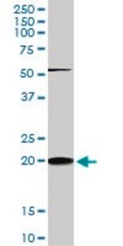 Monoclonal Anti-RHOC antibody produced in mouse clone 2E12, purified immunoglobulin, buffered aqueous solution