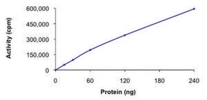 MELK (1-340), active, GST tagged human PRECISIO® Kinase, recombinant, expressed in baculovirus infected Sf9 cells, ≥70% (SDS-PAGE), buffered aqueous glycerol solution