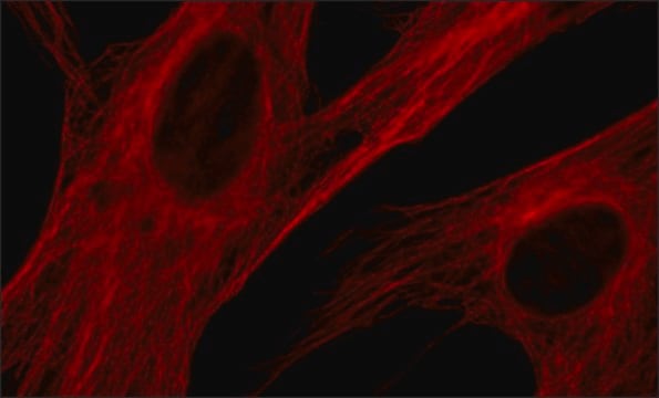 Anti-&#946;-tubulin antibody, Mouse monoclonal clone 2-28-33, purified from hybridoma cell culture