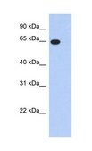 Anti-G3BP antibody produced in rabbit IgG fraction of antiserum
