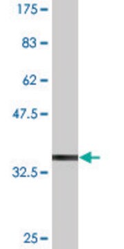 Monoclonal Anti-TSPAN2 antibody produced in mouse clone 1F2, purified immunoglobulin, buffered aqueous solution