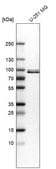 Anti-QSOX1 antibody produced in rabbit Prestige Antibodies&#174; Powered by Atlas Antibodies, affinity isolated antibody