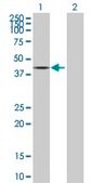 Anti-PPP2R4 antibody produced in mouse purified immunoglobulin, buffered aqueous solution