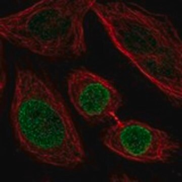 Anti-ZNF354C antibody produced in rabbit Prestige Antibodies&#174; Powered by Atlas Antibodies, affinity isolated antibody, buffered aqueous glycerol solution