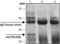 Anti-mLST8/GBL (C-terminal) antibody produced in rabbit ~1.0 mg/mL, affinity isolated antibody