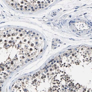 Anti-STRBP antibody produced in rabbit Prestige Antibodies&#174; Powered by Atlas Antibodies, affinity isolated antibody, buffered aqueous glycerol solution