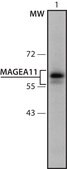 Anti-MAGEA11 (46-60) antibody produced in rabbit IgG fraction of antiserum, buffered aqueous solution
