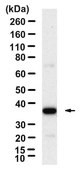 Anti-YY1/Ying-Yang 1 Antibody, clone 1M12 ZooMAb® Rabbit Monoclonal recombinant, expressed in HEK 293 cells