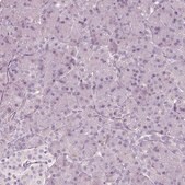 Anti-GPR37 antibody produced in rabbit Prestige Antibodies® Powered by Atlas Antibodies, affinity isolated antibody, buffered aqueous glycerol solution