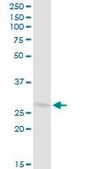 Anti-COPS7B antibody produced in mouse purified immunoglobulin, buffered aqueous solution