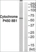 Anti-Cytochrome P450 8B1 antibody produced in rabbit affinity isolated antibody