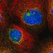 Anti-TMEM209 antibody produced in rabbit Prestige Antibodies&#174; Powered by Atlas Antibodies, affinity isolated antibody, buffered aqueous glycerol solution