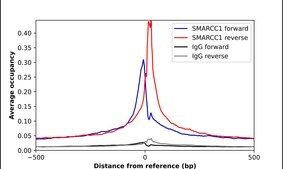 Anti-SMARCC1 antibody produced in rabbit Prestige Antibodies® Powered by Atlas Antibodies, affinity isolated antibody, buffered aqueous glycerol solution