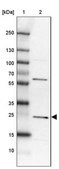Anti-MIF4GD antibody produced in rabbit Prestige Antibodies® Powered by Atlas Antibodies, affinity isolated antibody, buffered aqueous glycerol solution