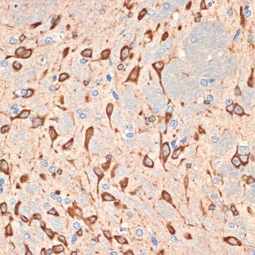 Anti-Musashi-2 (MSI2) antibody produced in rabbit