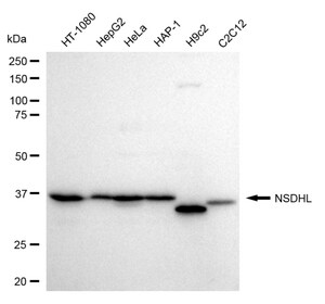 KD-Validated Anti NSDHL Antibody, clone 24GB510, Rabbit Monoclonal clone 24GB510, recombinant rabbit monoclonal, expressed in HEK293 cells