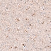 Monoclonal Anti-AIF1 antibody produced in mouse Prestige Antibodies® Powered by Atlas Antibodies, clone CL10930, purified antibody (Protein A)