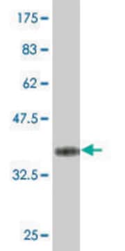 Monoclonal Anti-ZNF214 antibody produced in mouse clone 8E7, purified immunoglobulin, buffered aqueous solution
