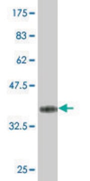 Monoclonal Anti-ZNF214 antibody produced in mouse clone 8E7, purified immunoglobulin, buffered aqueous solution