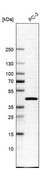 Anti-SLC35E1 antibody produced in rabbit Prestige Antibodies&#174; Powered by Atlas Antibodies, affinity isolated antibody, buffered aqueous glycerol solution
